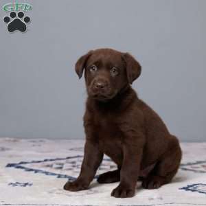 Petunia, Chocolate Labrador Retriever Puppy